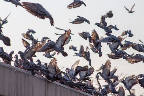 6 Effective Home remedies to get rid of Pigeons
