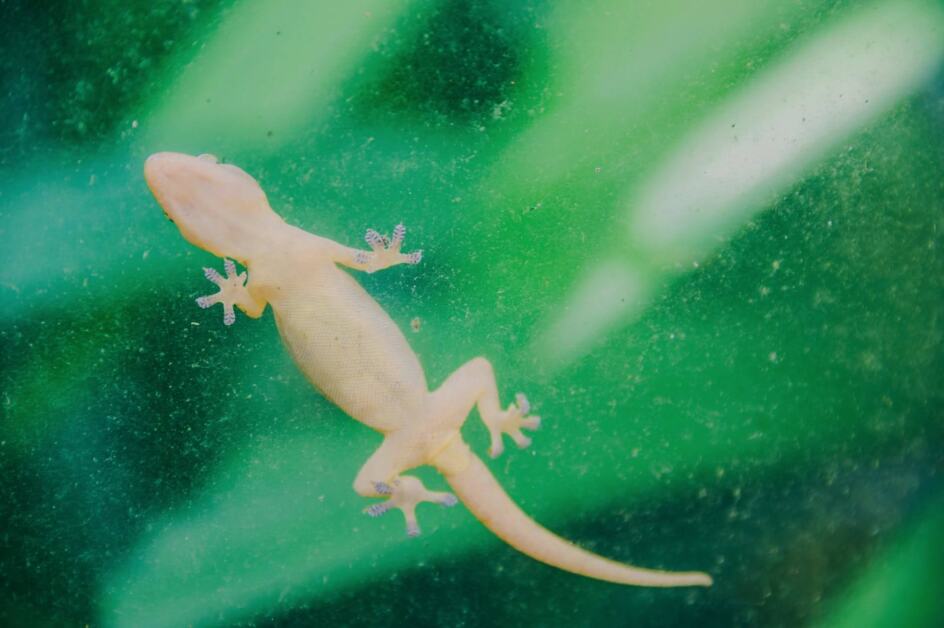 Home remedies to get rid of Lizards